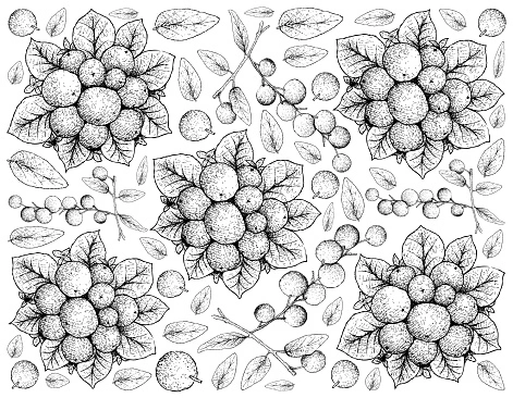 Aronia antistress coloring book